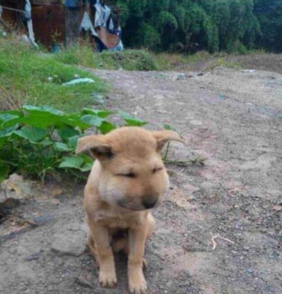 蜜蜂蛰了狗狗的图片 b380d71edfea435aa0be5ff9bbae5e1f.jpeg