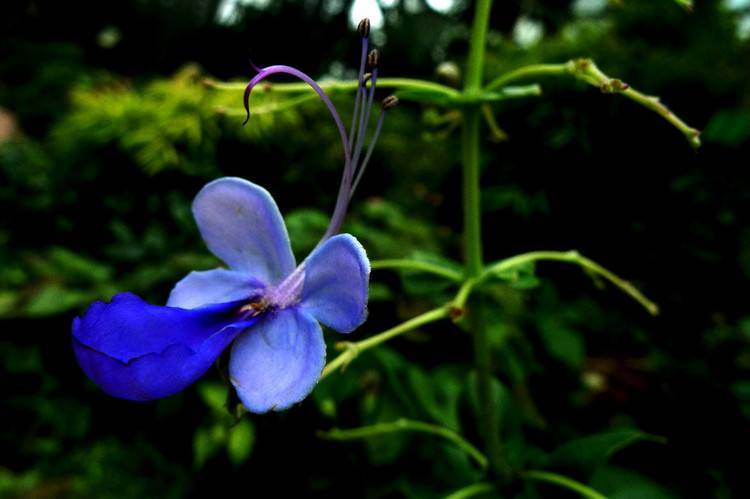 蝴蝶花怎么种 080a1114c67e4e9caa305fda81554e36.jpeg