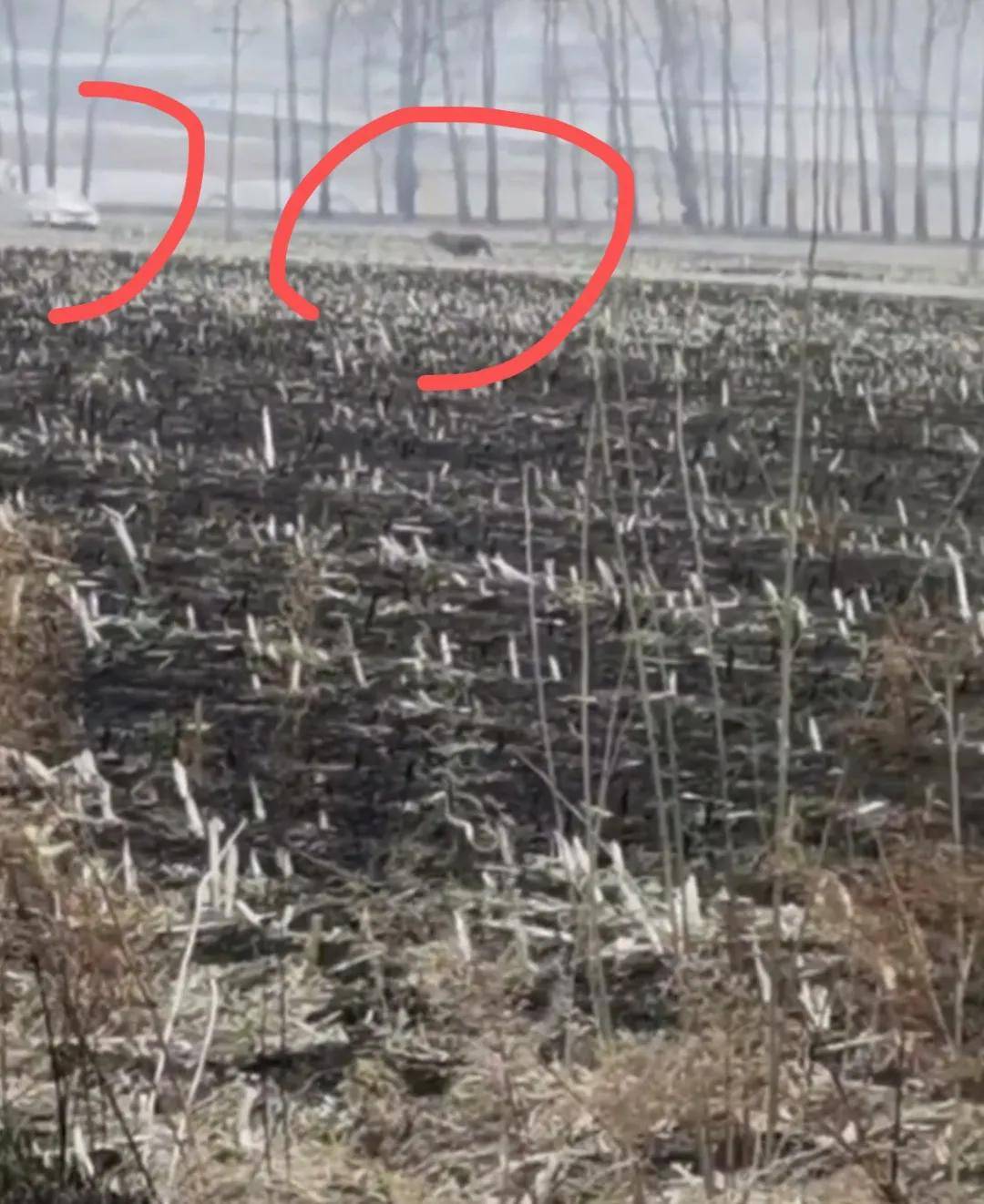 黑龙江野生东北虎进村咬人惊恐现场曝光太震撼了