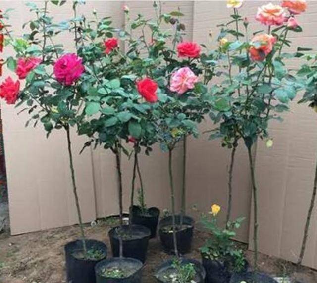 可以用什么树嫁接月季 92a4774c9538401fb6817e420f1c5e78.jpeg