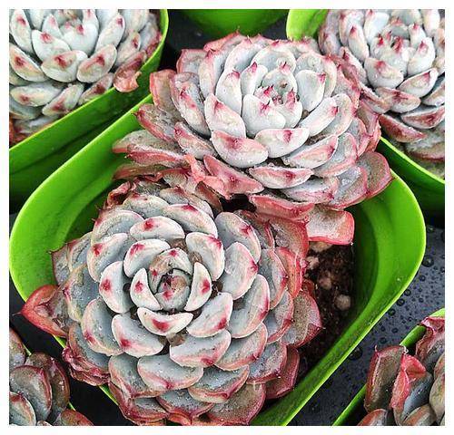 新手多肉养花小窍门方法 9388c6f2e98f43d3acbf5ff800a1d088.jpeg