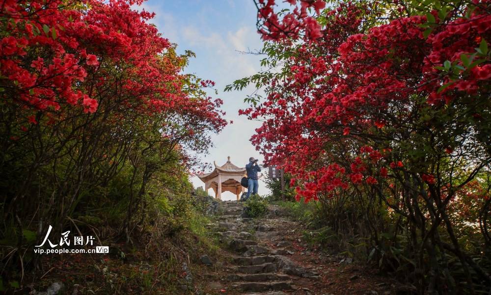 庆元龙头山杜鹃花图片