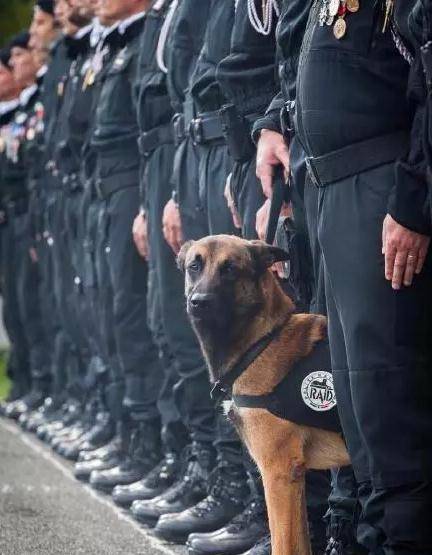 格力犬排行榜_新版格力犬排名_供应信息_金农网(2)