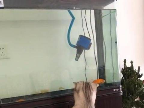 用什么做鱼缸最安全 50d5a5fd69e8467684fd23fd2fd47d09.jpeg