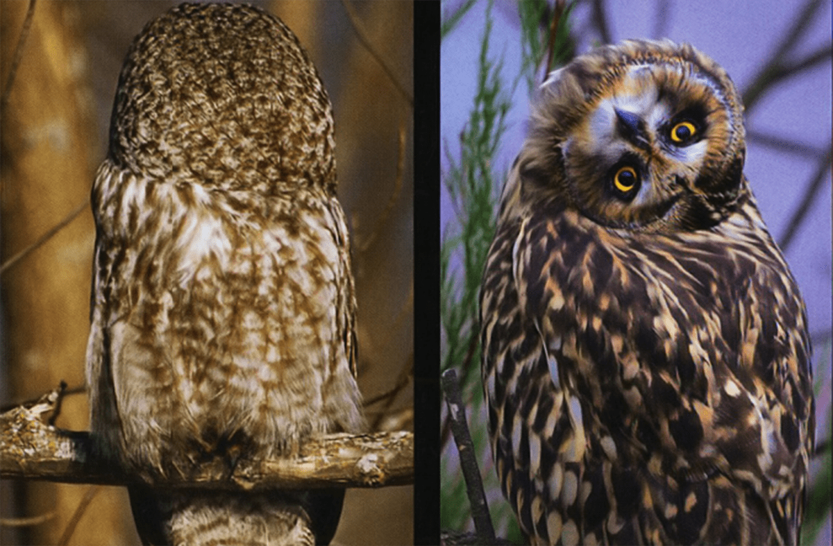 三足鼎立的猛禽呆萌猫头鹰如何混入其中细数猫头鹰的视听盛宴