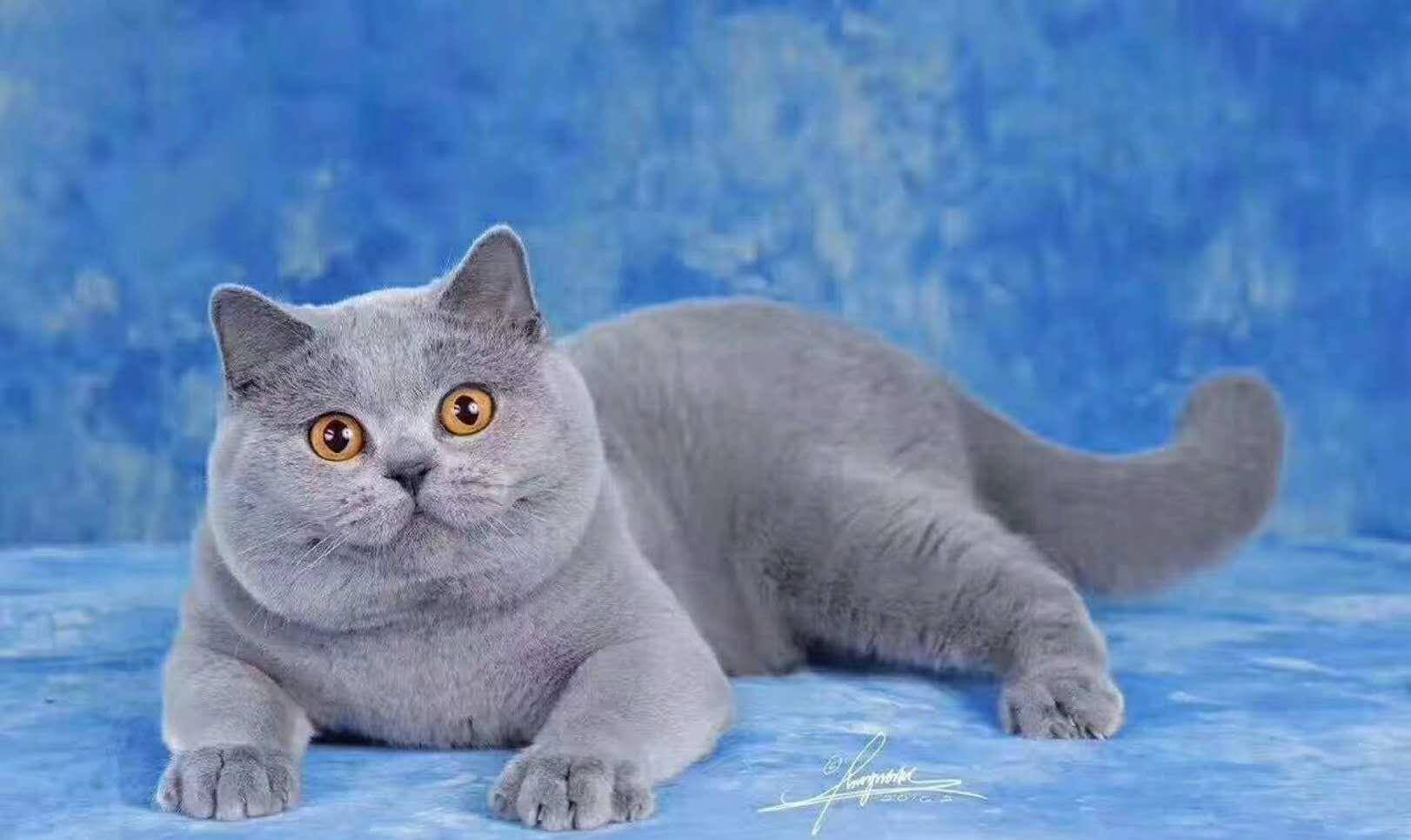蓝猫小崽怎么看品相