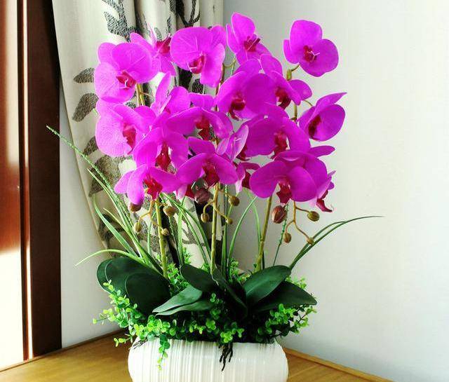 养蝴蝶兰用什么样的花盆好 4e84723cdcf44e489d5ca528cbc58e7f.jpeg