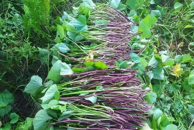 地瓜什么时候能种植 7772572e53584a3fb8e66c51cbb7706d.jpeg