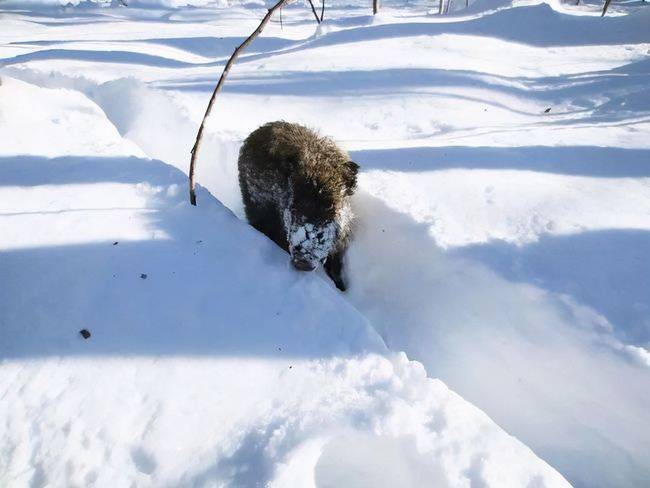 原创进村猛虎为何被命名完达山1号它为何无法在西伯利亚生存