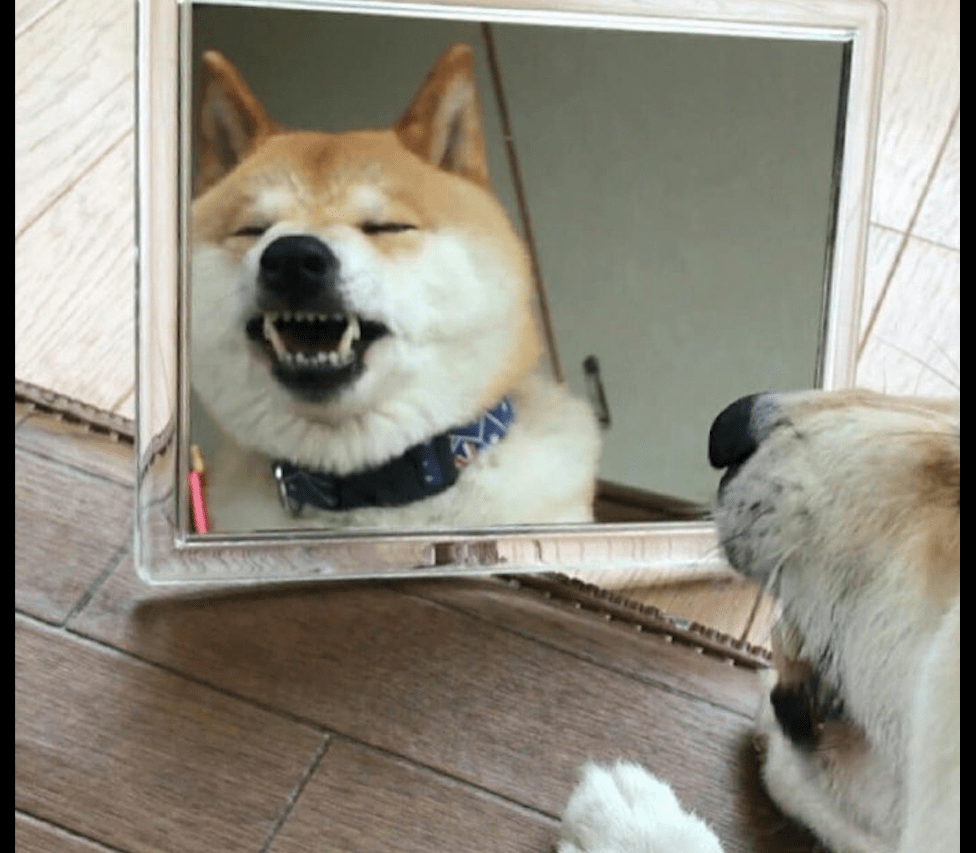 主人的镜子忘收起来了,狗狗对着镜子做各种怪表情,好会臭美呀!