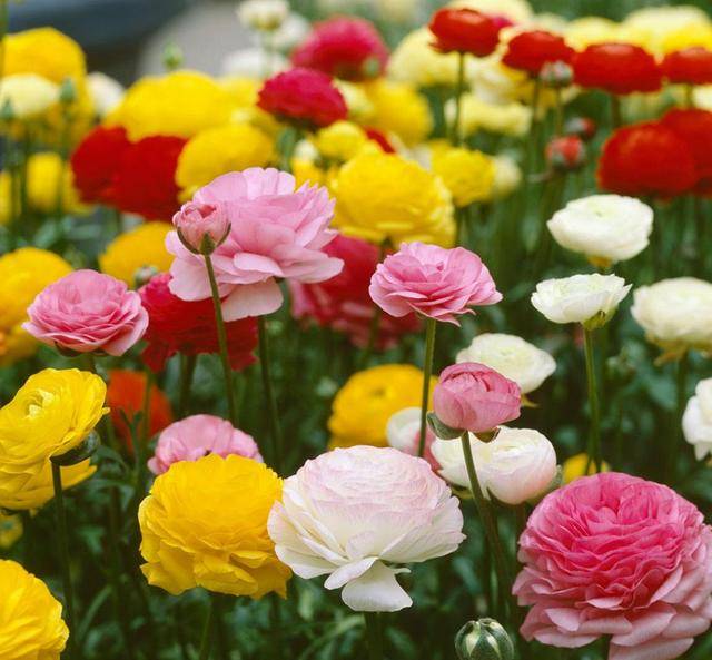春天养盆芹叶牡丹 比月季还美艳 花朵层层叠叠 鲜艳又灵气 颜色