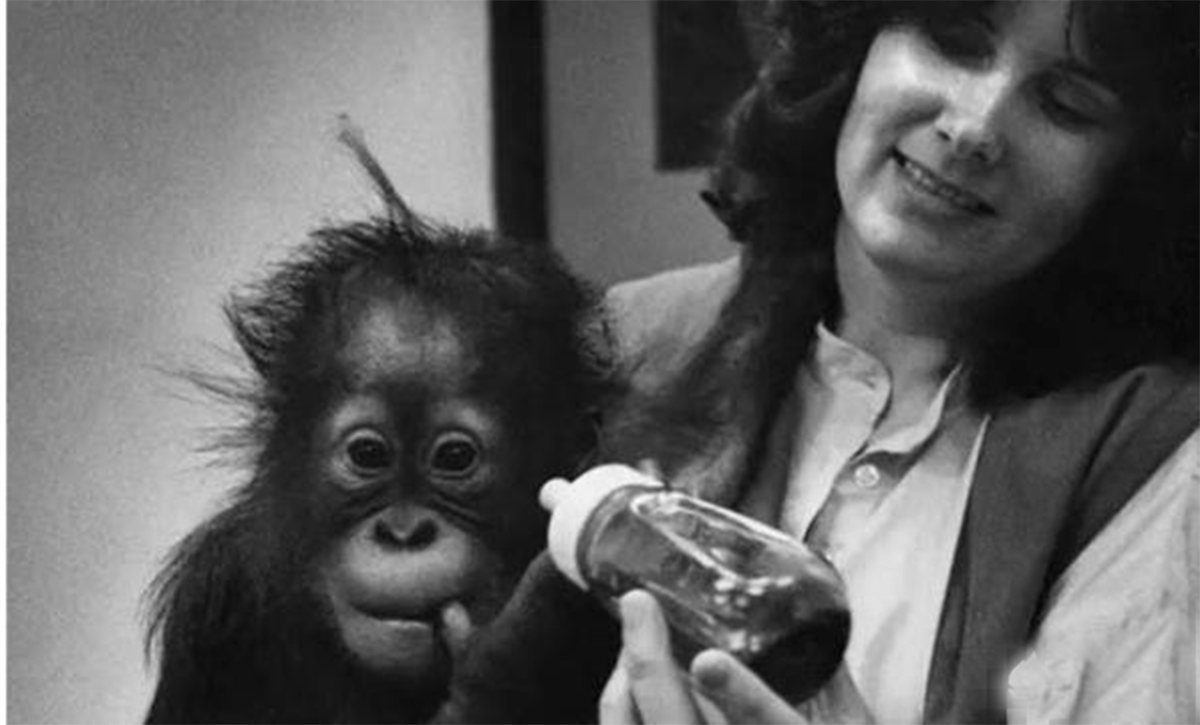 动物会把幼儿养成兽孩,如果人类把猩猩当孩子来抚养,会发生什么_尼姆