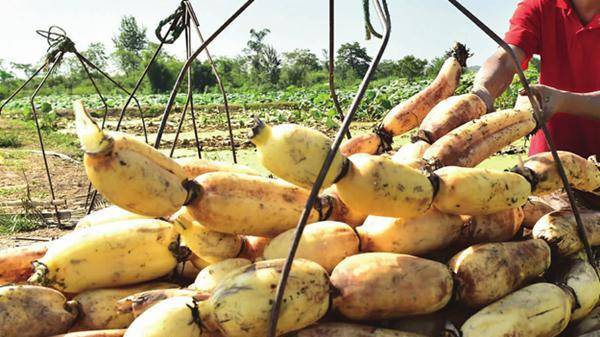 莲藕排骨汤怎样熬好喝 e334cd529c464e82ab94c26736d7449d.jpeg