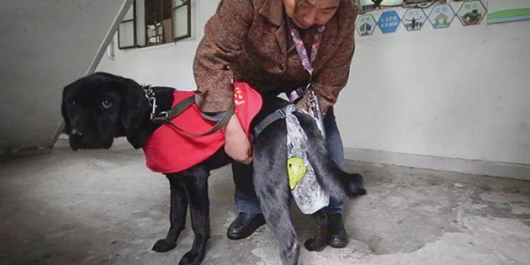 “国际导盲犬日”，请给导盲犬多一些关怀和理解