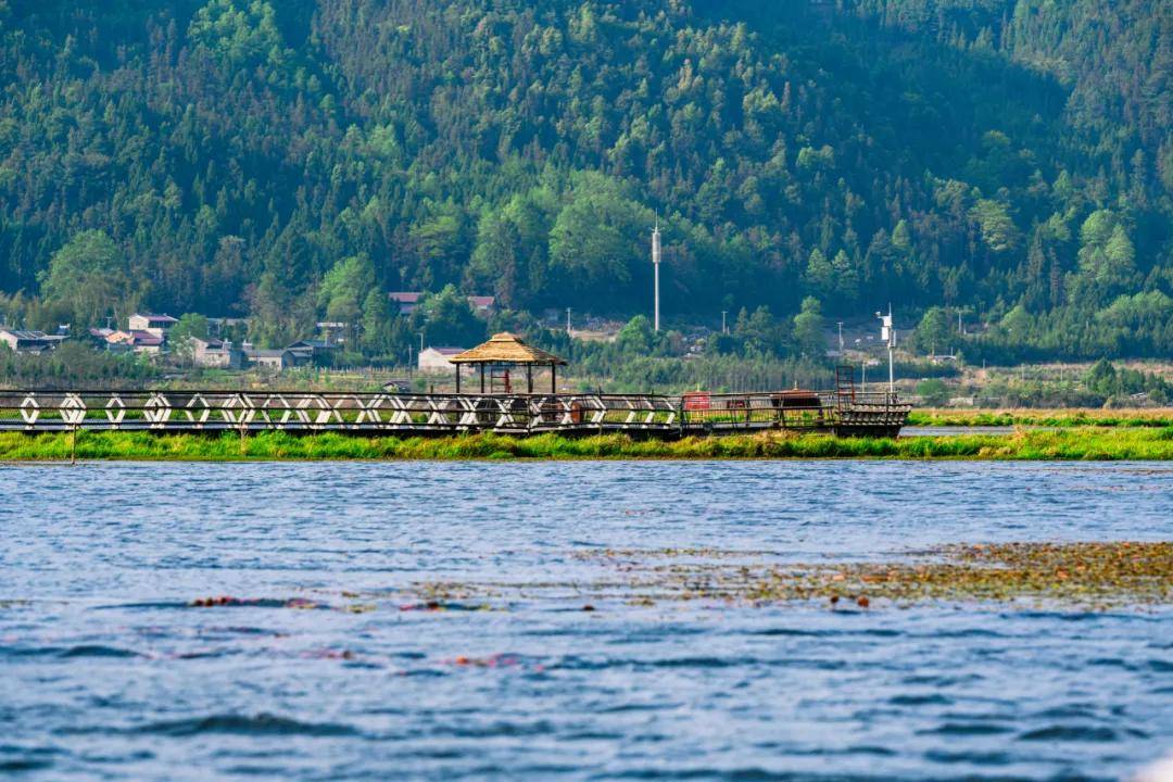 轻盈婀娜蝶飞潭绿草茵茵天湛蓝腾冲北海湿地鸢尾兰开啦