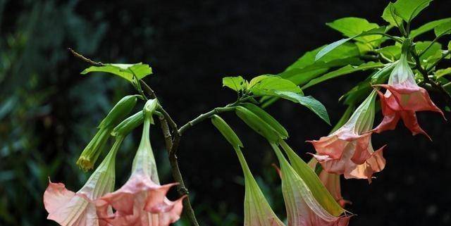 農村這種植物有劇毒花香可讓人產生幻覺蒙汗藥的主要材料