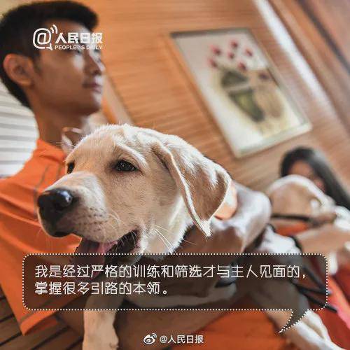 “国际导盲犬日”，请给导盲犬多一些关怀和理解