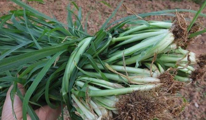 可以食用的草大全 3f9ffb6c09314d62afa9b9f31cb52c70.jpeg