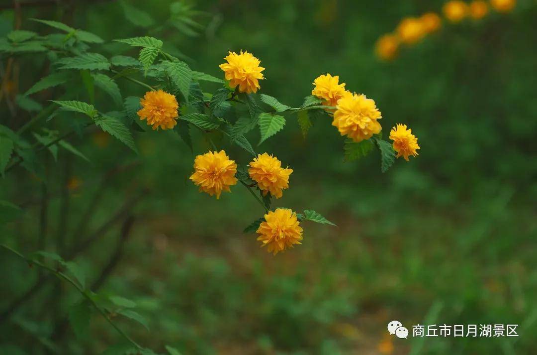 商丘市日月湖景區春色釀成花世界棣棠花開燦若金