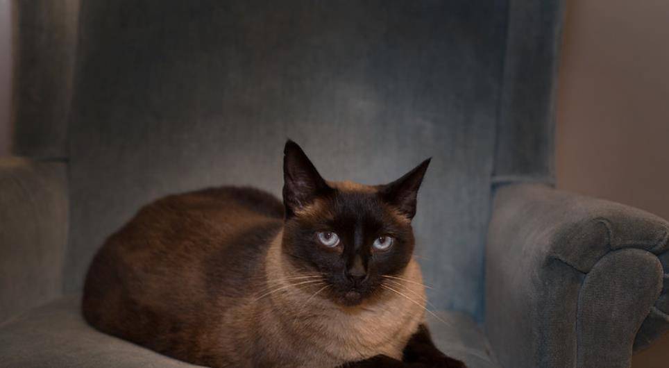 猫咪怎么才能不怕人 cde0c020480c49bfb14bd76aaca451c6.jpeg