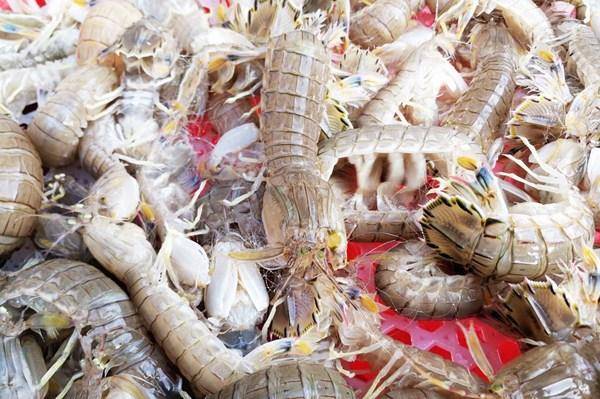 皮皮虾几月份捕捞 19b5d59e9b6543c7b365dfebf5c50e73.jpeg