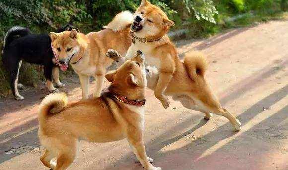 狗为啥一直舔脚 8493db798a8b439ba1dcd1fb4269853a.jpeg