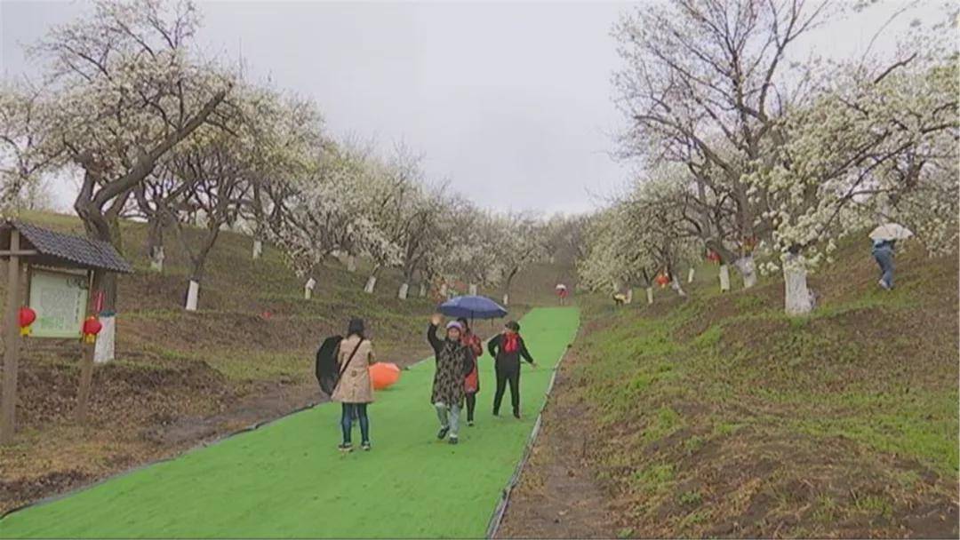 莲花山梨花节地址图片