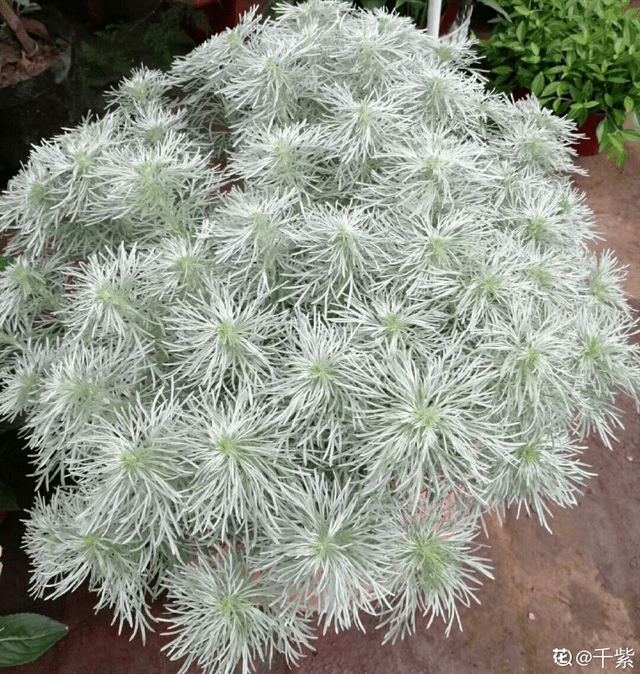 朝雾草其实是生活在海拔比较高的环境中, 海拔高的