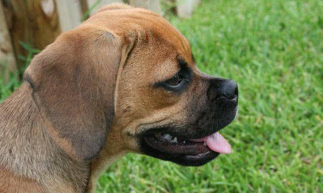 什么是短鼻犬种 拥有独特鼻腔的它们 需要主人做些才能养好 狗狗