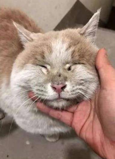 为什么有的猫没有牙齿 8f0464ebd8f64ece9b0818c100053313.jpeg