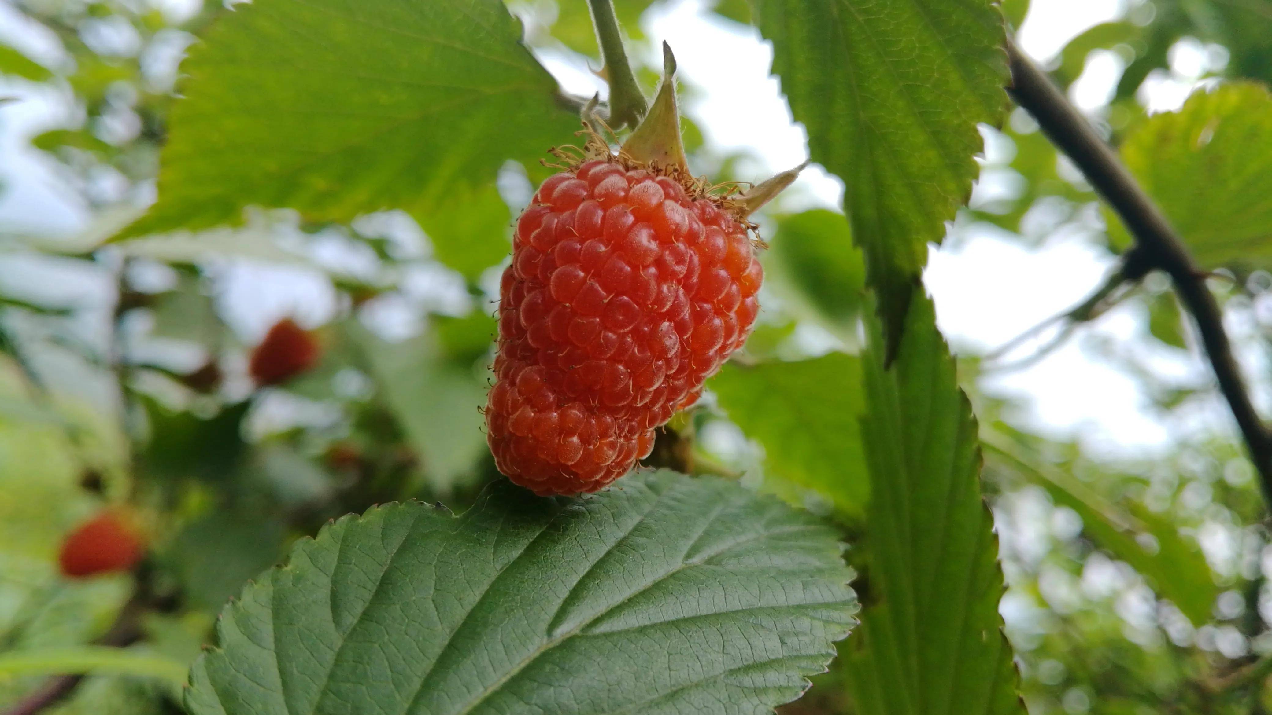 湖南资兴罗仙岭小时候最喜爱的山野美味令人垂涎欲滴的四月泡