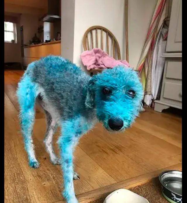 主人忘把油画颜料收起来了，回来就看见狗狗变成了蓝色，蓝精灵？_网友