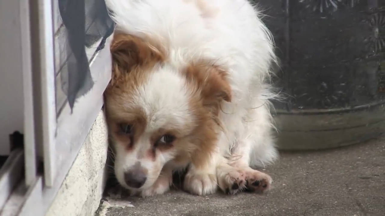 原创狗狗被丢弃在餐厅天天流泪等待主人怎么赶它都不走