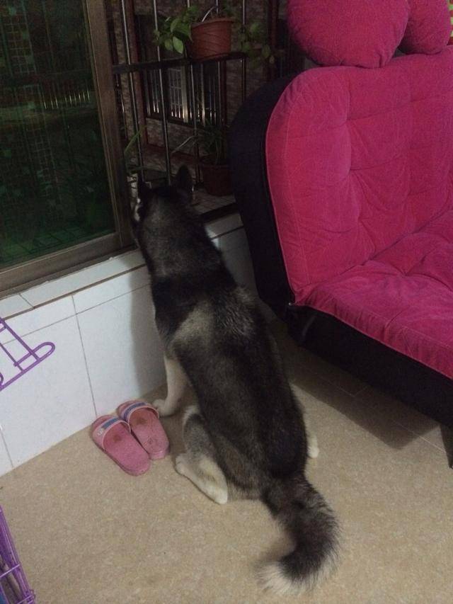 美女鄰居搬走後，二貨哈士奇每天茶不思飯不想，結果主人一招解決 萌趣萌寵 第4张