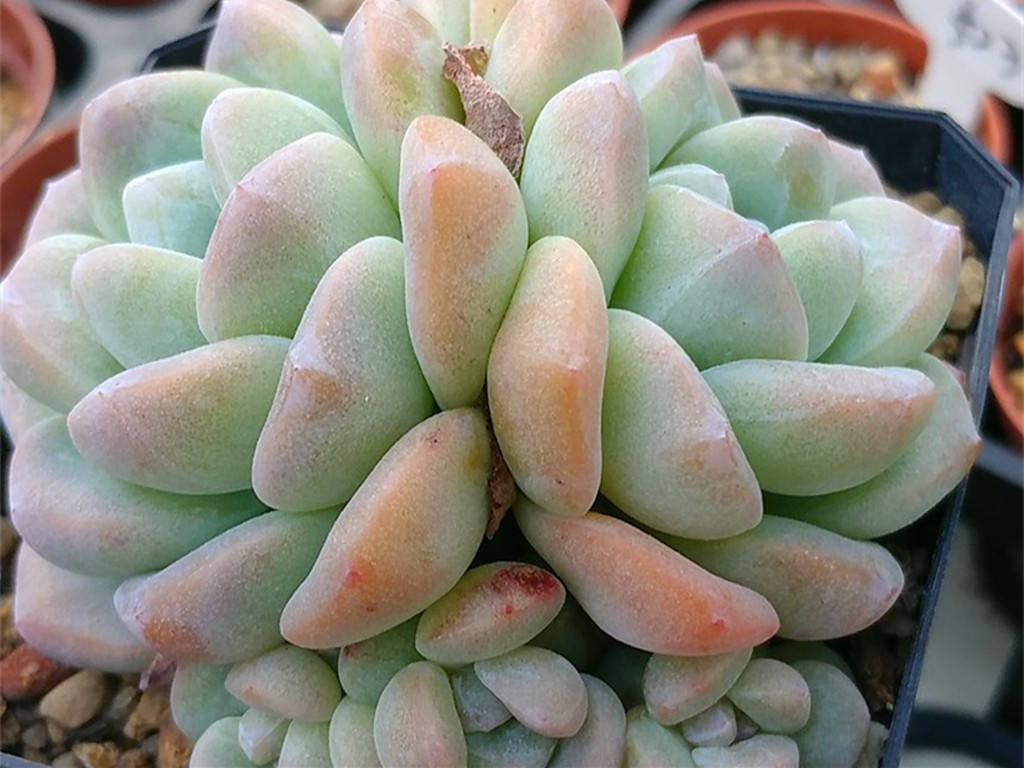 多肉小贵货和普货的区别 f82d59253baa4a3a802614718a4aff8b.jpeg