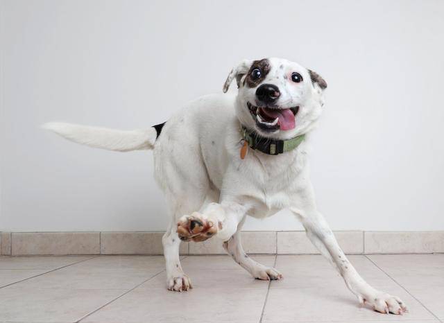 狗为啥咬自己尾巴 0aa07370ab9449f9b7639fc21002aff1.jpeg