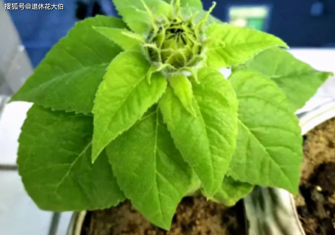 喜欢向日葵就栽一盆它吧 注意3点既能观赏又能吃 花友