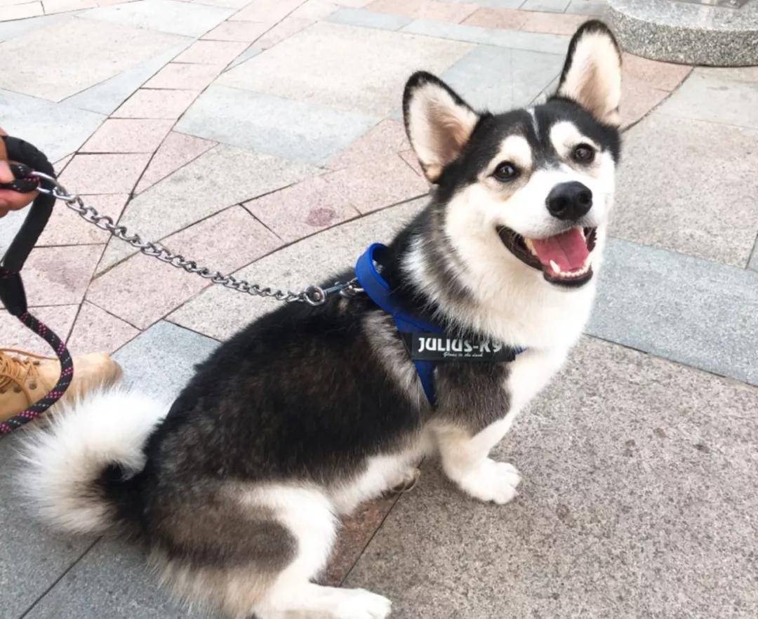 小短腿"哈士奇"突然火遍全网,主人却辟谣:它和二哈完全没有关系!