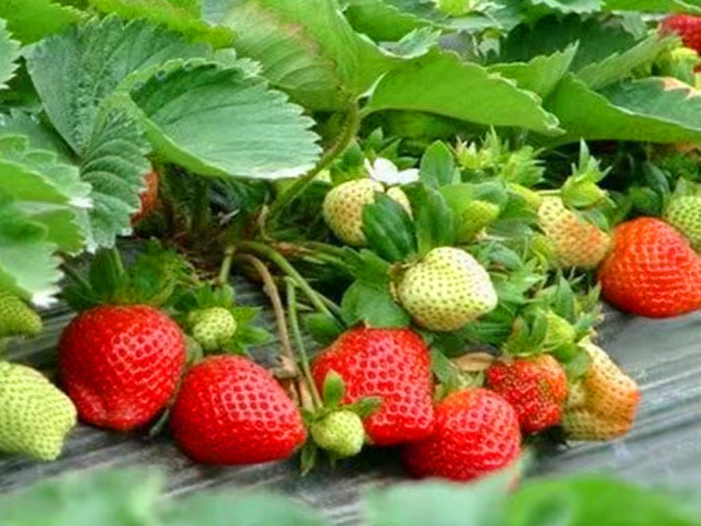 草莓溲疏 草莓田溲疏
