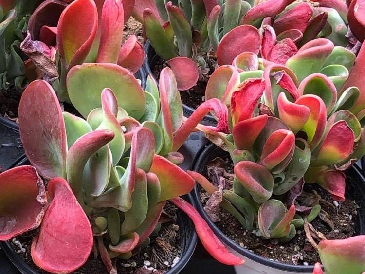 多肉怎么养才有漂亮的颜色 1a403675c8ff4a128ad8f8fb5d89a17b.jpeg