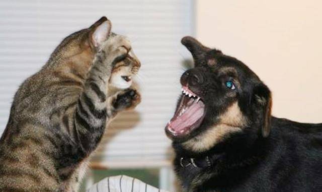 猫咪|猫狗天生是冤家？看我家猫狗如何相处的，简直笑死人！