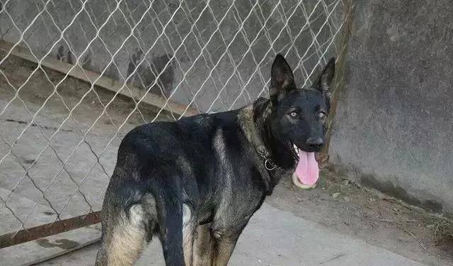 唯一能與德國牧羊犬相媲美的中華名犬，越過3米高牆輕而易舉！ 萌趣萌寵 第5张