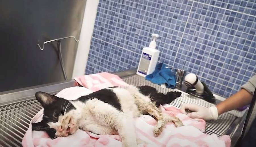 嘶嘶是什么意思啊 701b373bda034592add0719080ff98d0.jpeg