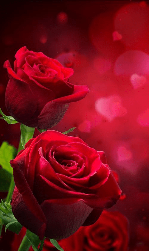 3c397a5580764845aa77b8452dd19da8.png