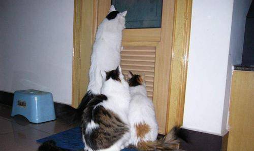 怪癖|好尴尬！我家猫又来偷窥自己上厕所了