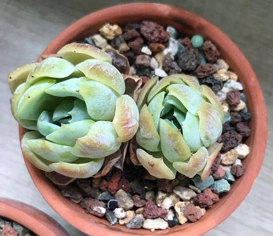 多肉小盆友视频怎么火的 5408085c711743298567b241ec67fe8c.jpeg