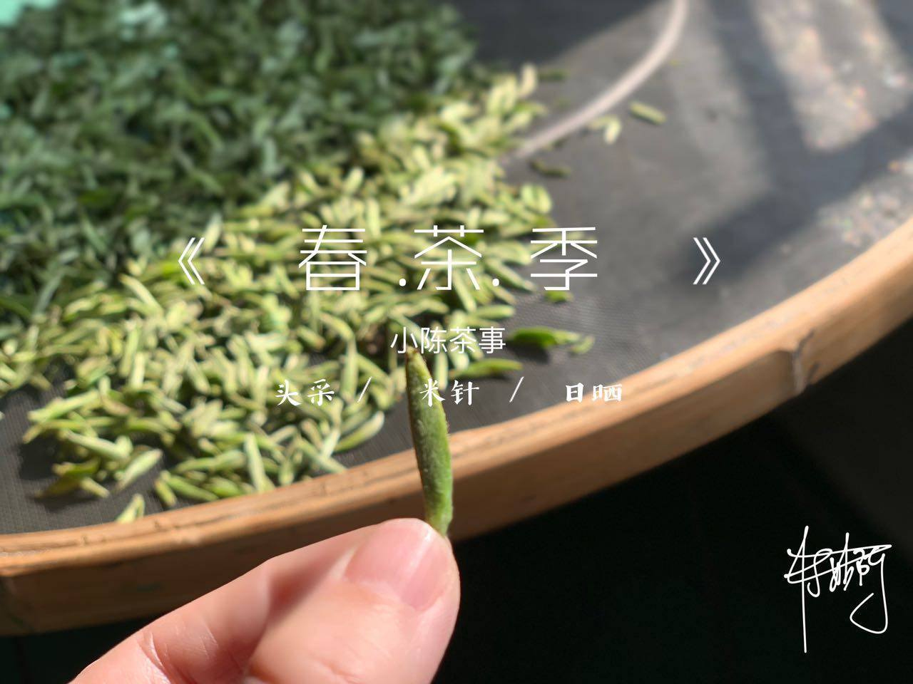 物质|新白茶苦涩，老白茶甘醇？别把苦味和年份挂钩，里面藏着4个真相
