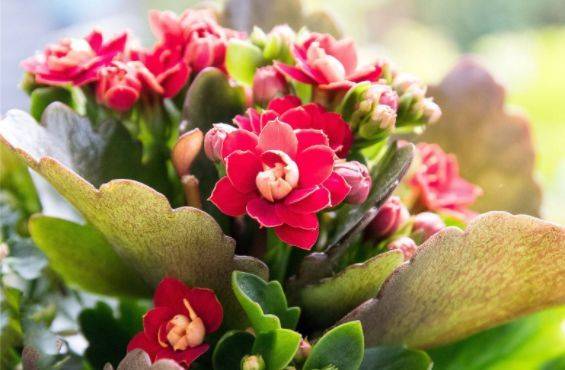 5月4日开始 养花试试这几款 四季开花 植株低矮 值得入手 叶子很