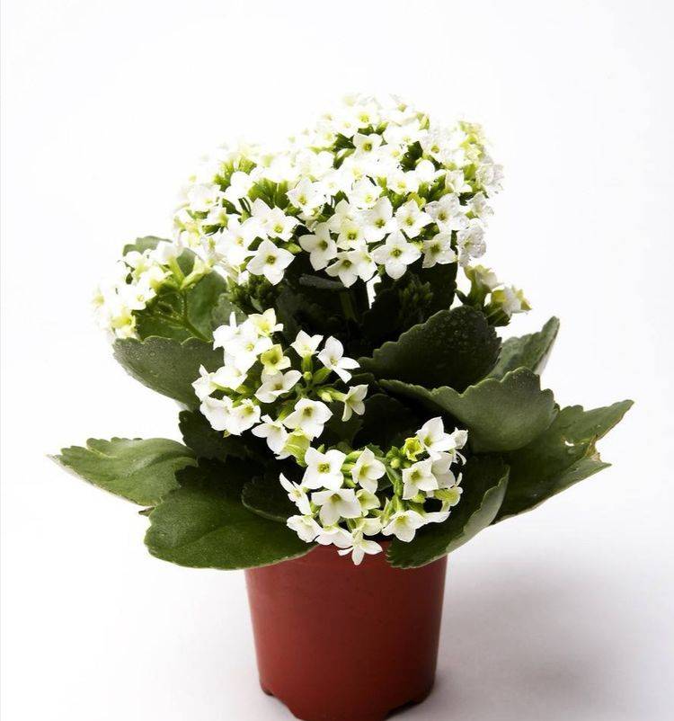 阳台养花选此款 绚丽多彩 花开娇艳美不胜收 枝繁叶茂 生活