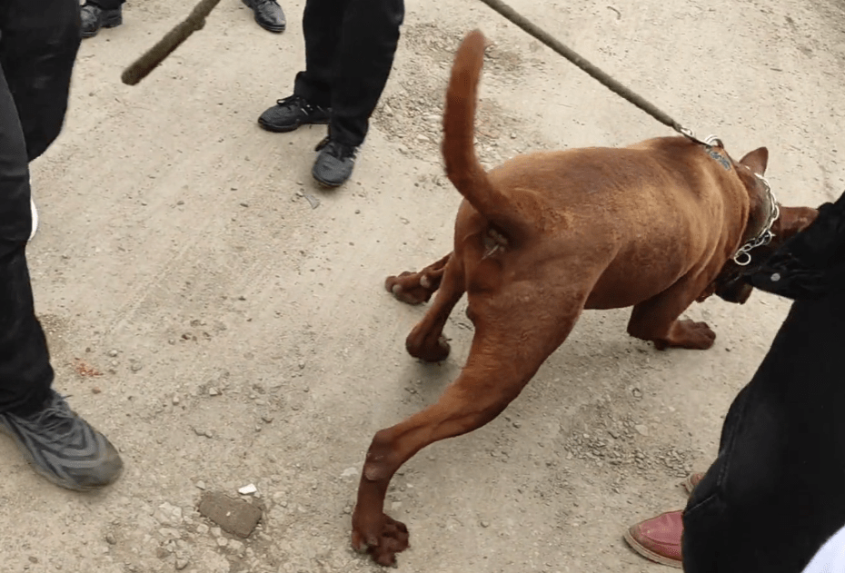 河南大哥狗市賣紅狼犬剛滿月的小狗要1500大哥南陽紅狼沒人敢和我比大